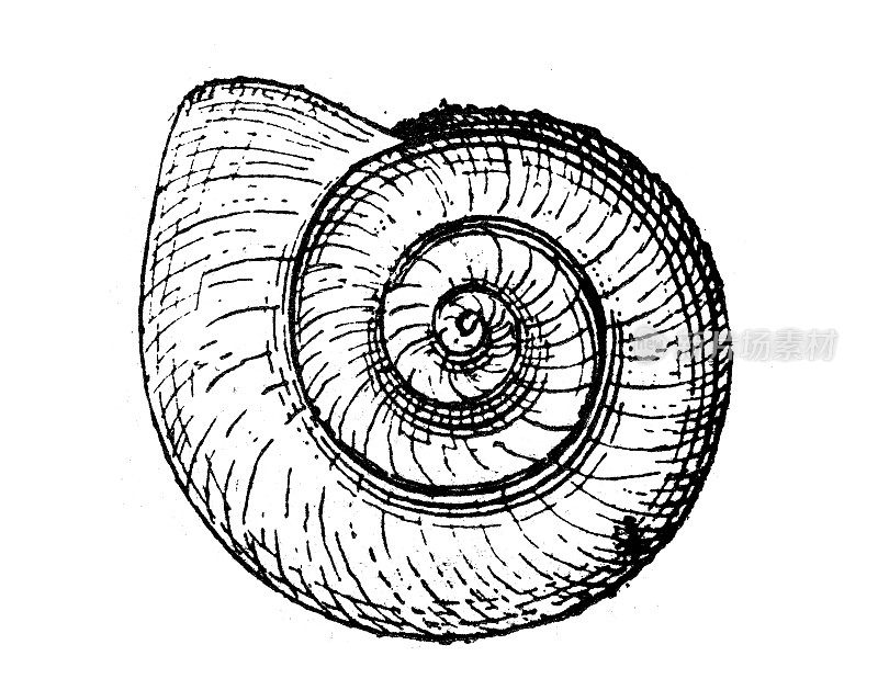 古董插图:Planorbella