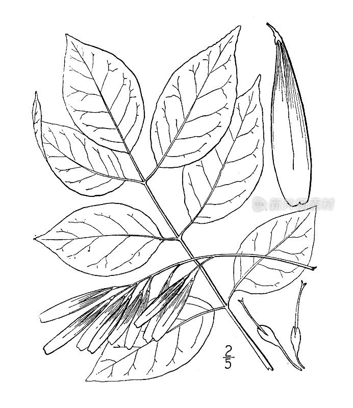 古植物学植物插图:白蜡、白蜡树