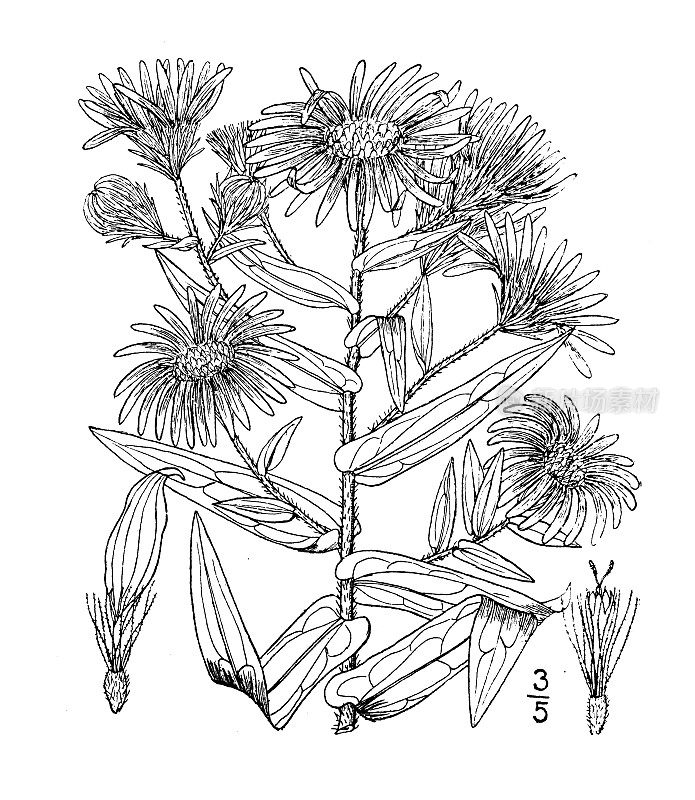 古植物学植物插图:紫菀、新英格兰紫菀