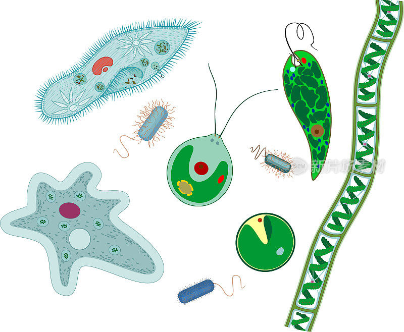 一组显微镜下的单细胞生物:原生动物(尾草履虫，变形变形虫，衣藻，蓝藻)，绿藻(小球藻，水绵)和细菌隔离在白色背景上
