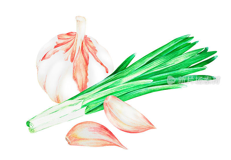 大蒜和大葱。水彩的插图。孤立在一个白色的背景。为设计。