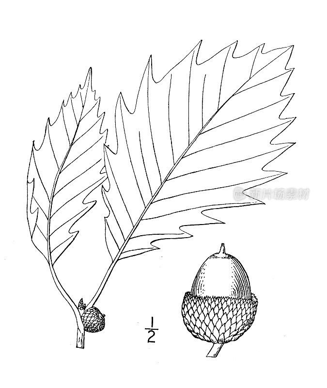 古植物学植物插图:栎、牛橡树