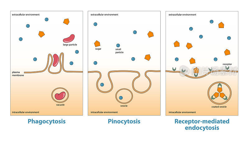 内吞作用的变化:吞噬作用、胞饮作用、受体介导的内吞作用