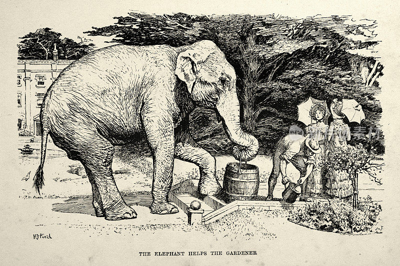 古老的插图，驯服的大象帮助园丁浇灌花园里的植物，维多利亚时代的动物故事