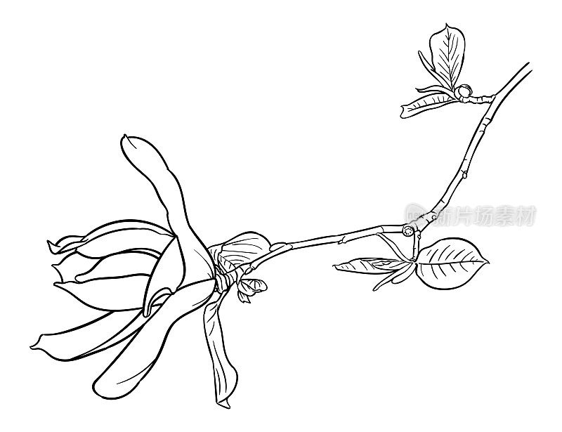 矢量绘制的一个花和枝玉兰花