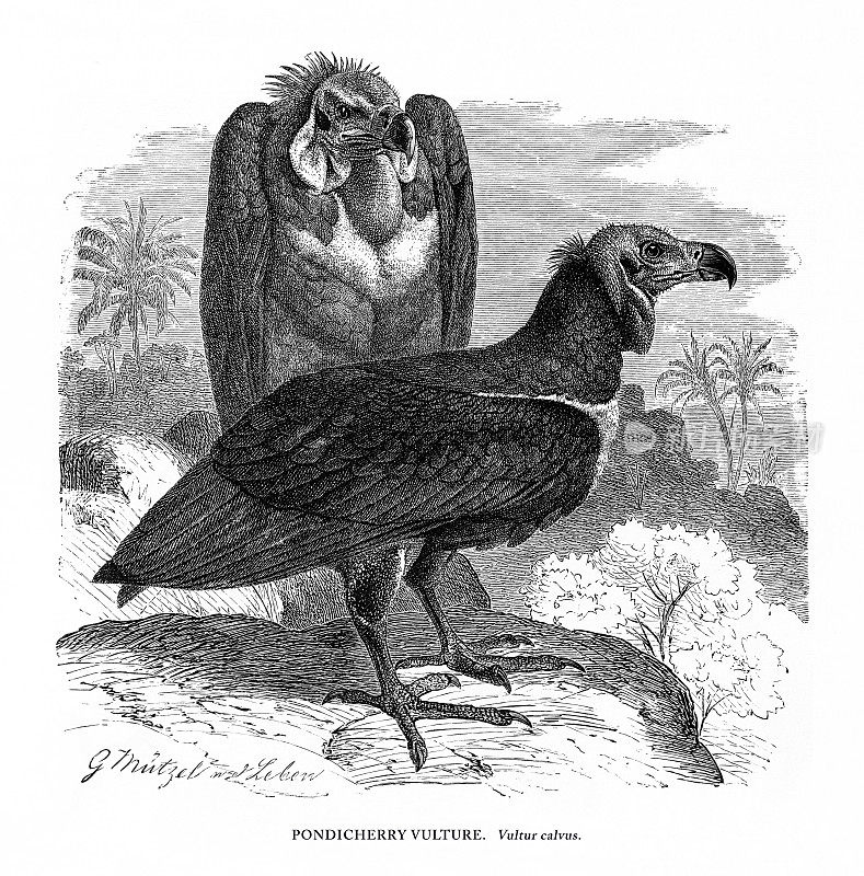 本地治里秃鹫，鸟，古董美国版画:自然历史，1885年