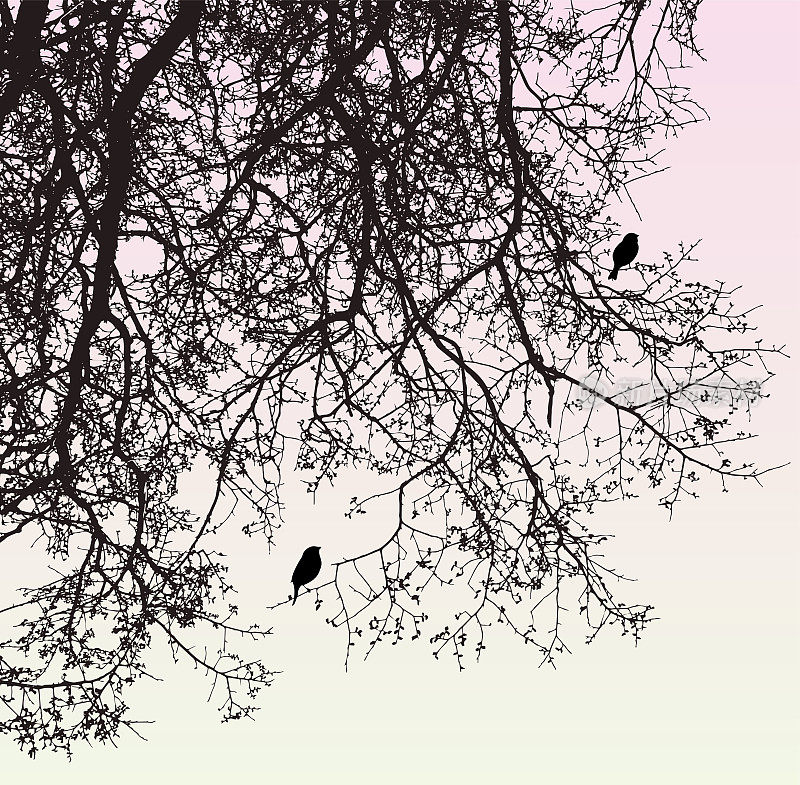 早春清晨，树枝上鸟儿剪影的自然背景