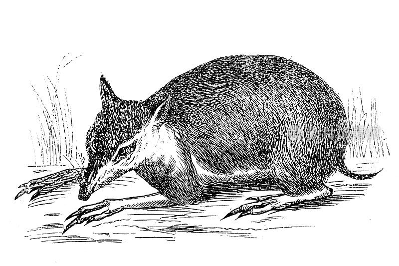 Bandicoots是一种尖鼻有袋动物，来自澳大利亚和新几内亚