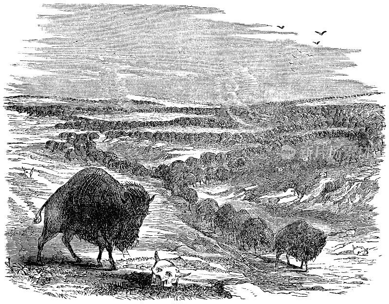 19世纪，加拿大阿尔伯塔省加拿大大草原上的美洲野牛(野牛)