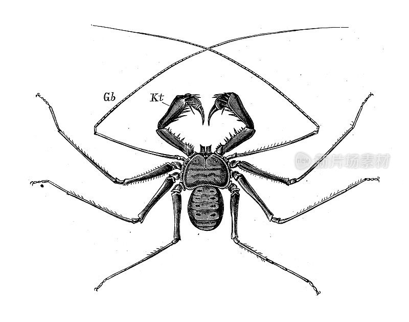 仿古生物动物学图像:芦苇