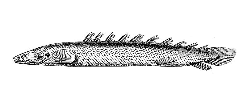 古代生物动物学图像:塞内加尔波翅龙