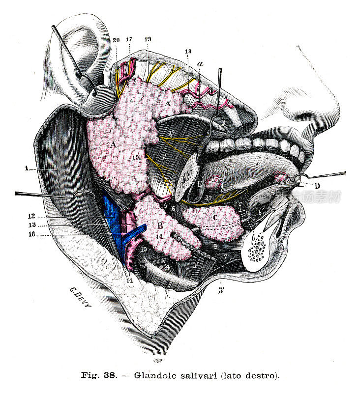 唾液腺解剖雕刻1899