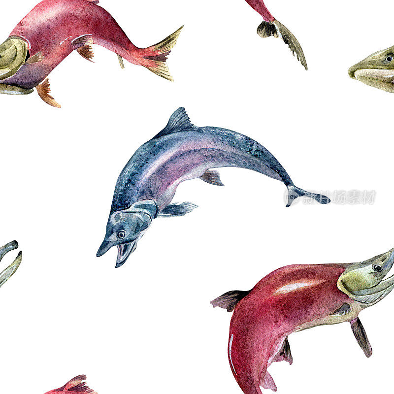 无缝模式的鲑鱼，银鲑，鱼饵水彩插图孤立在白色。