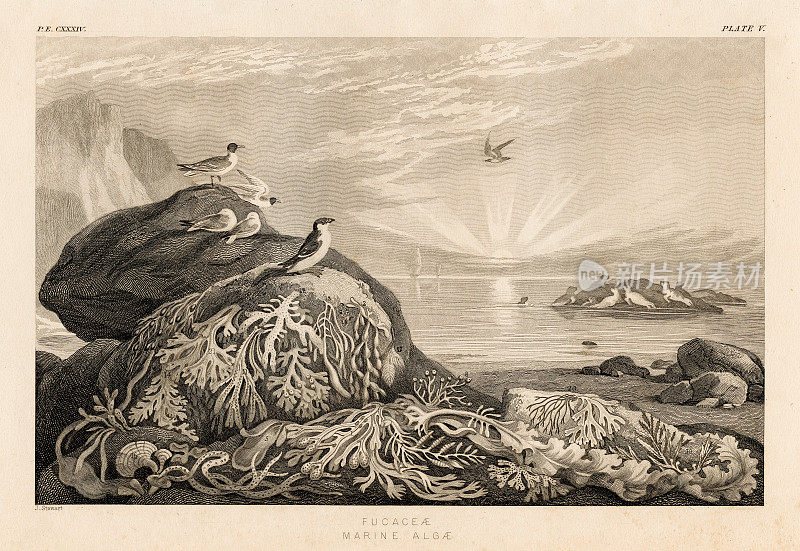 岩藻雕刻插图1857