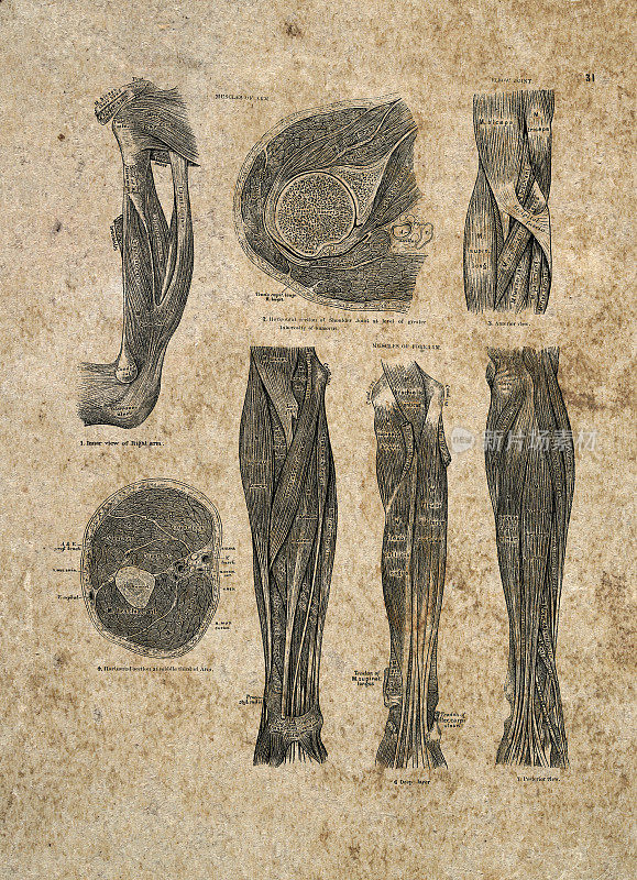 手臂的肌肉，解剖学，古典生物医学插图，维多利亚解剖图，19世纪。