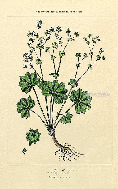 开花植物，植物王国，维多利亚植物插图，大约1853年