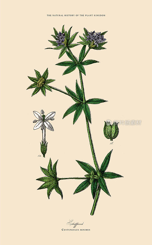 开花植物，植物王国，维多利亚植物插图，大约1853年