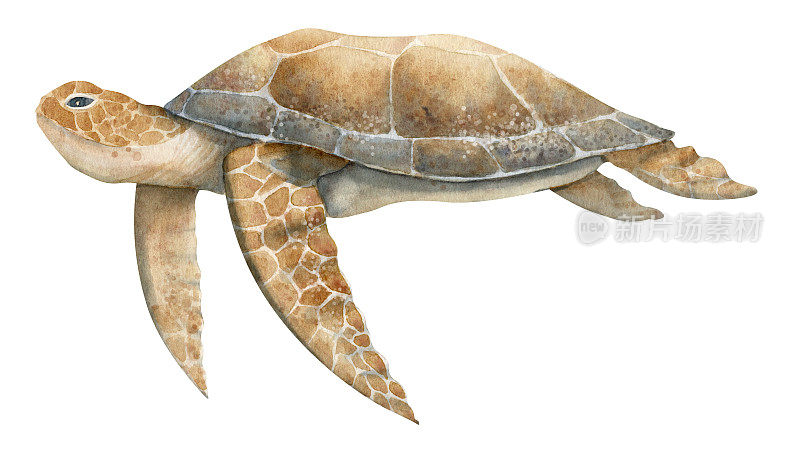 水彩手绘海龟在孤立的背景在米色和棕色。er。彩色的野生水下动物图画。游泳的海龟草图作海报。热带爬行动物