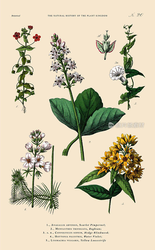 手工着色的植物雕刻，植物王国的历史，维多利亚植物插图，板20，大约1853年