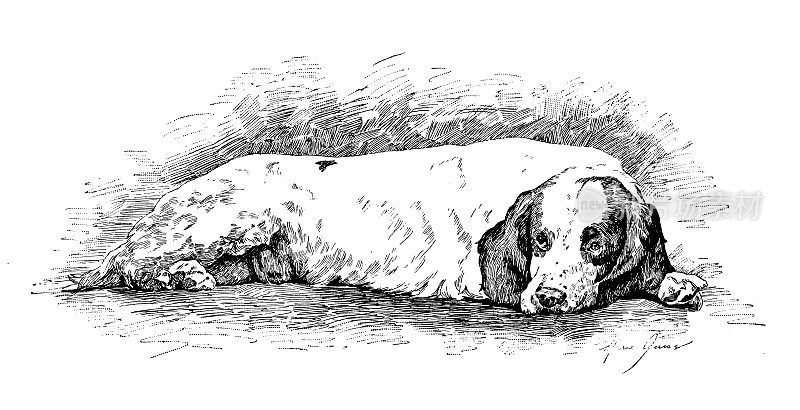 1889年的运动和消遣:小猎犬