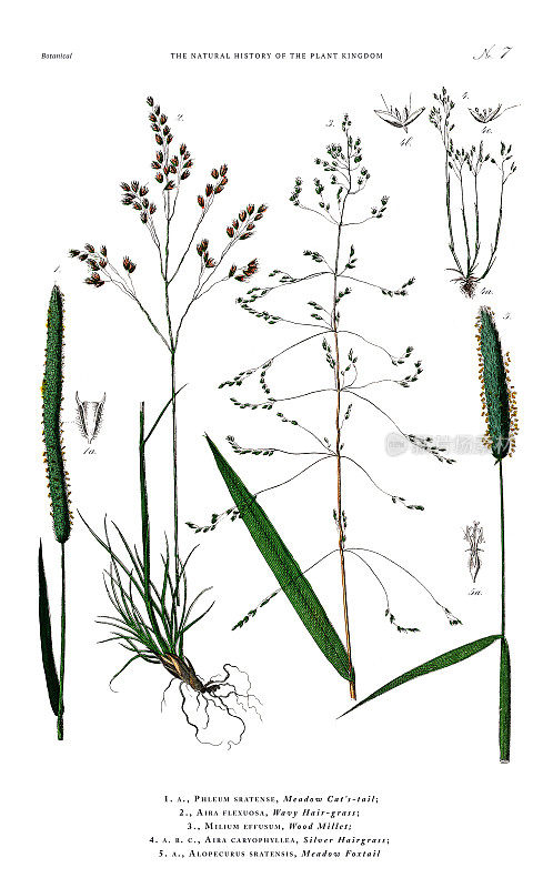 草，植物王国，维多利亚植物插图，大约1853年