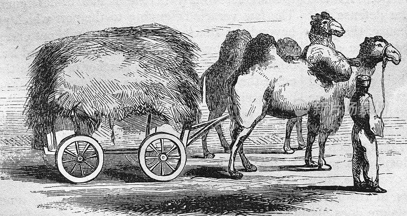 鞑靼人满载干草的骆驼车，侧面图