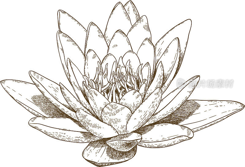 雕刻的睡莲花插图