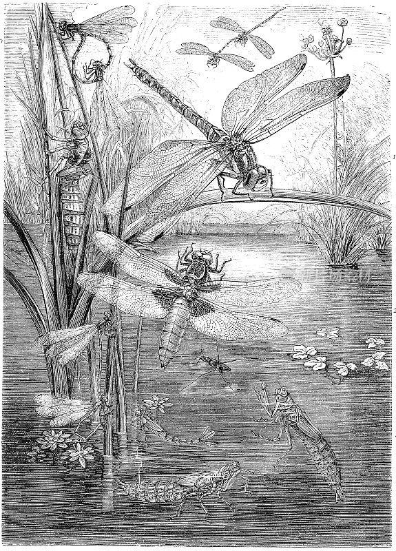 蜻蜓的古董插图