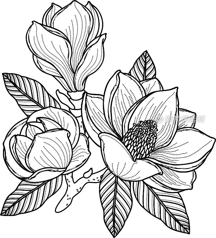 黑白画一棵木兰枝，有花、芽和叶。