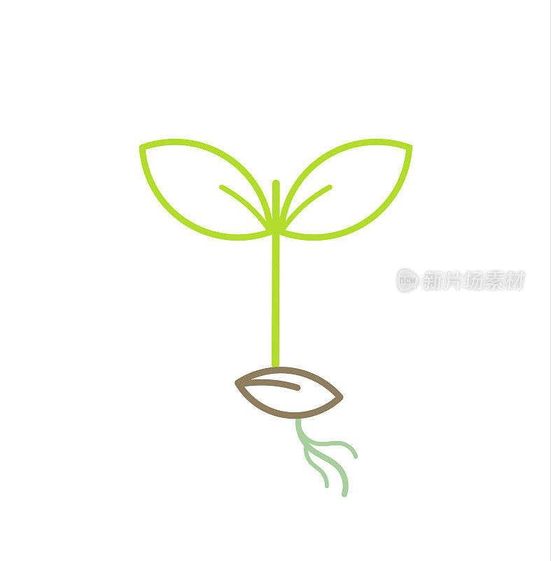 绿色植物幼苗