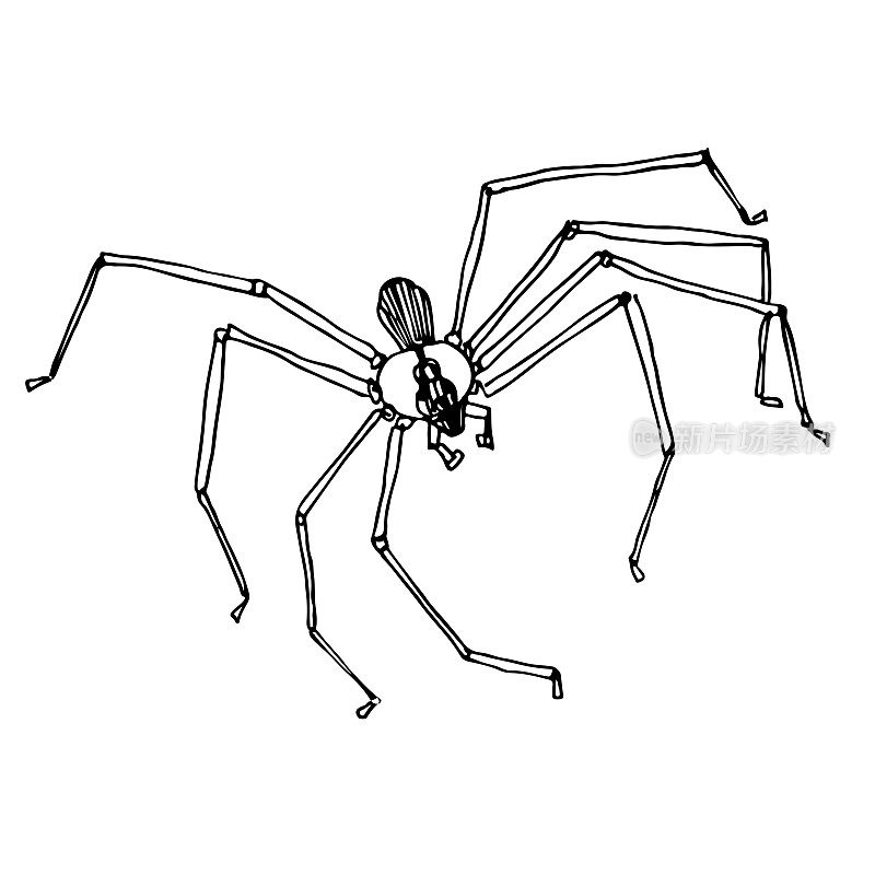 棕色隐士蜘蛛涂鸦