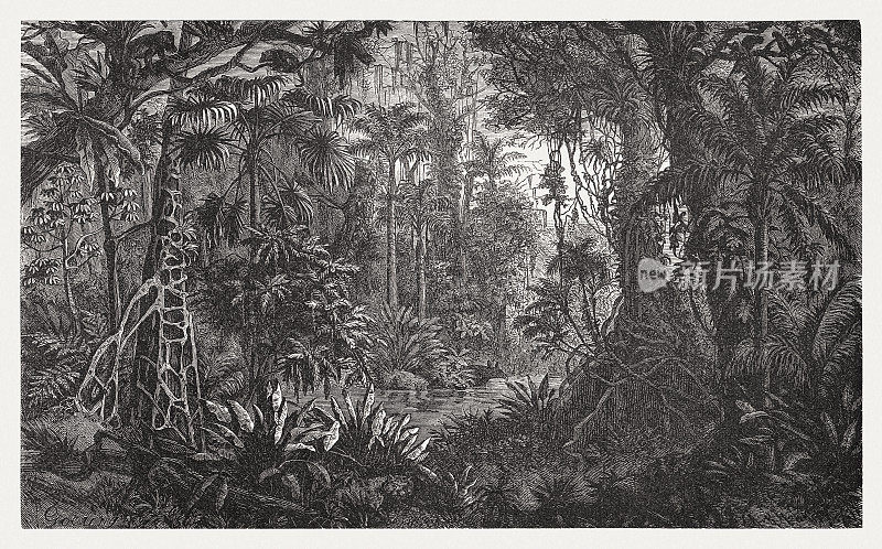 南美雨林，木刻，出版于1894年