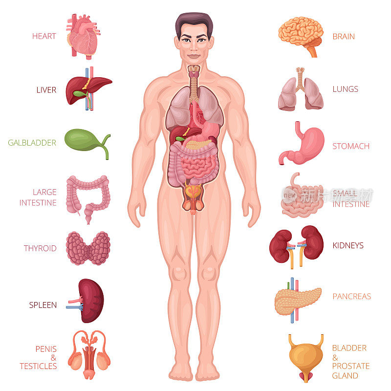 人体解剖学图标。男性的身体。