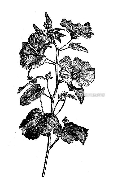 古植物学插图:紫丁香，一年生锦葵，玫瑰锦葵