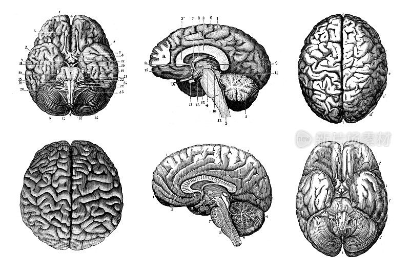 古董解剖图集:人脑