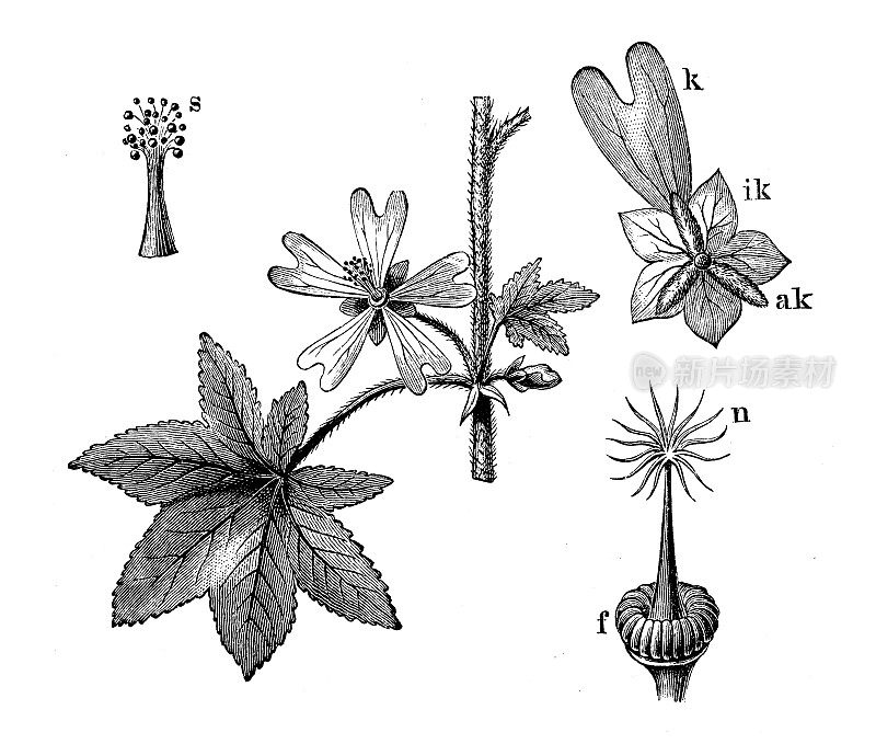 古代植物学插图:锦葵、锦葵