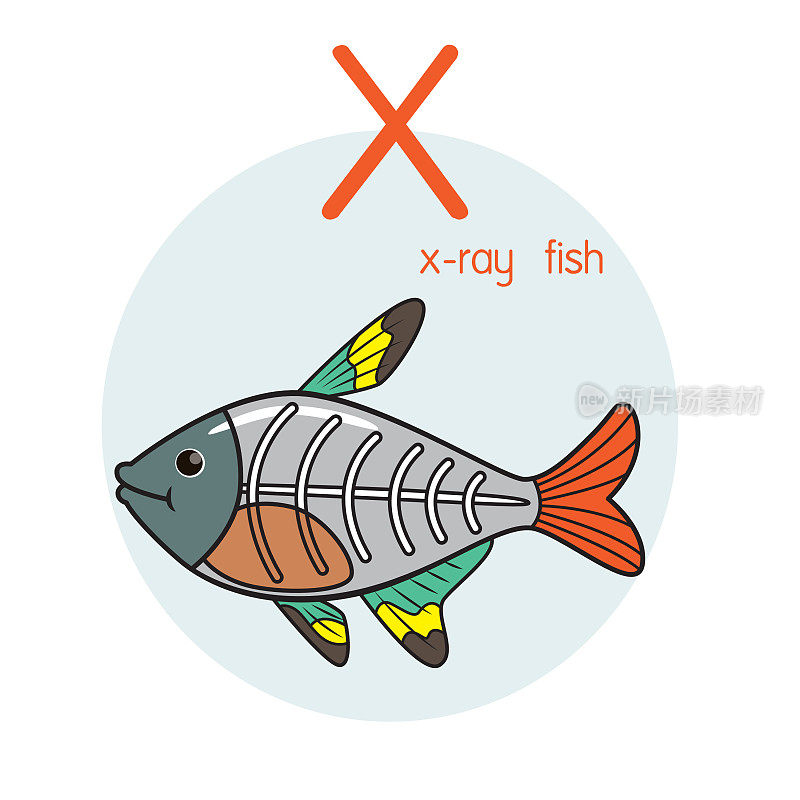 向量插图X射线鱼与字母X大写字母或大写字母为儿童学习实践ABC
