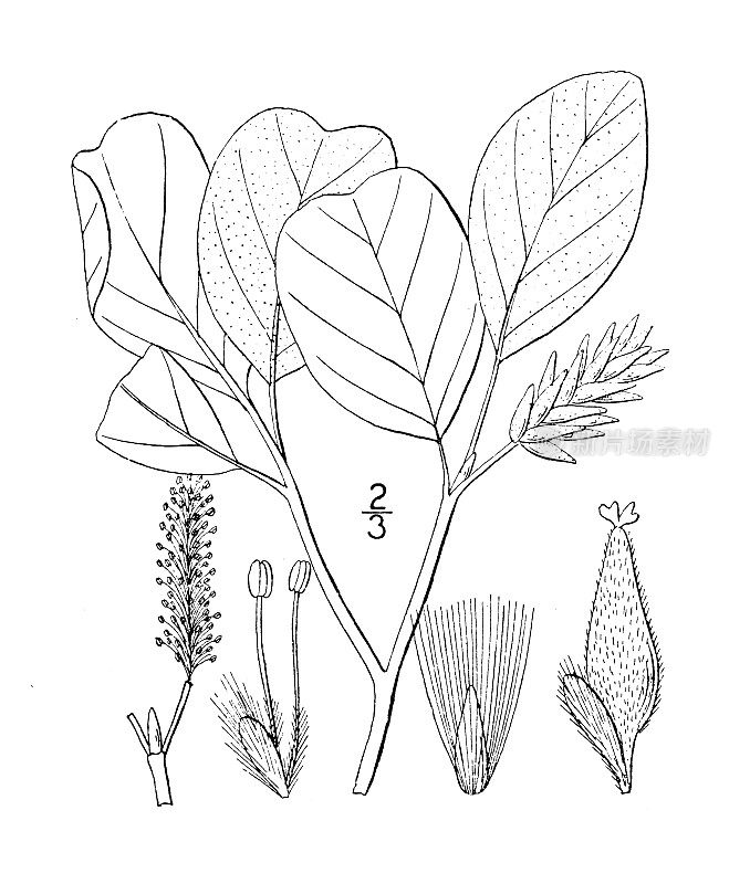 古植物学植物插图:杨柳、毛柳