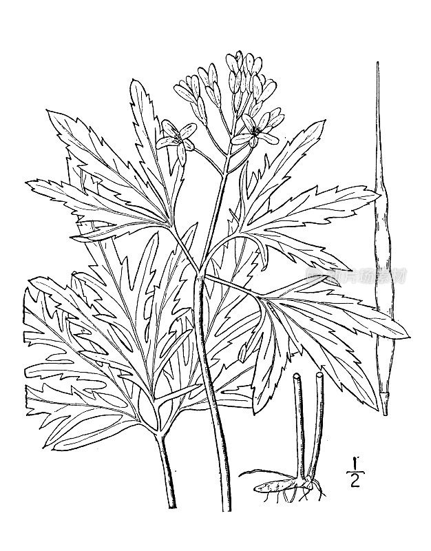 古植物学植物插图:齿根，胡椒根