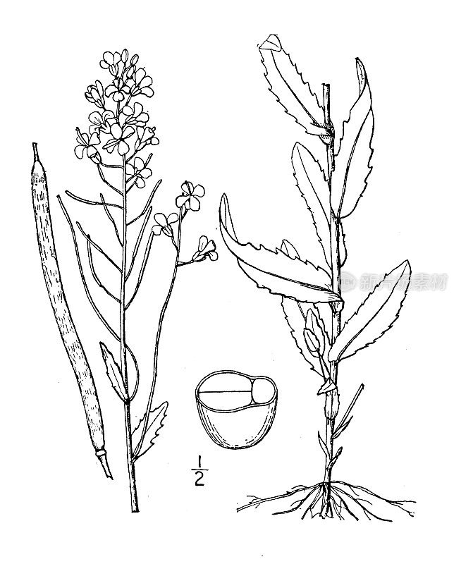 古植物学植物插图:阿拉伯植物，蔓生岩芥