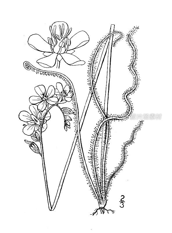古植物学植物插图:丝状Drosera，线叶茅膏菜