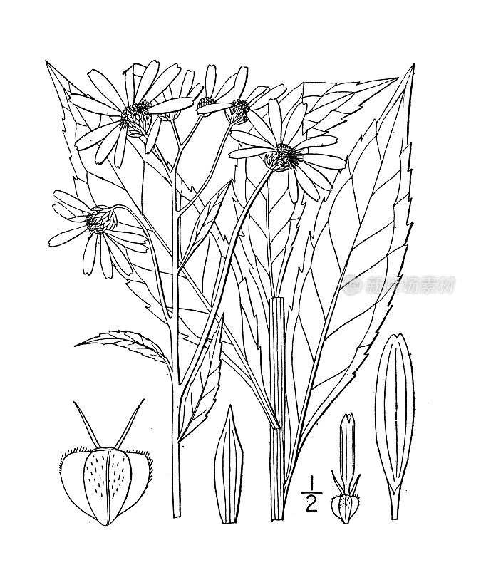 古植物学植物插图:互叶马鞭草，放线菌