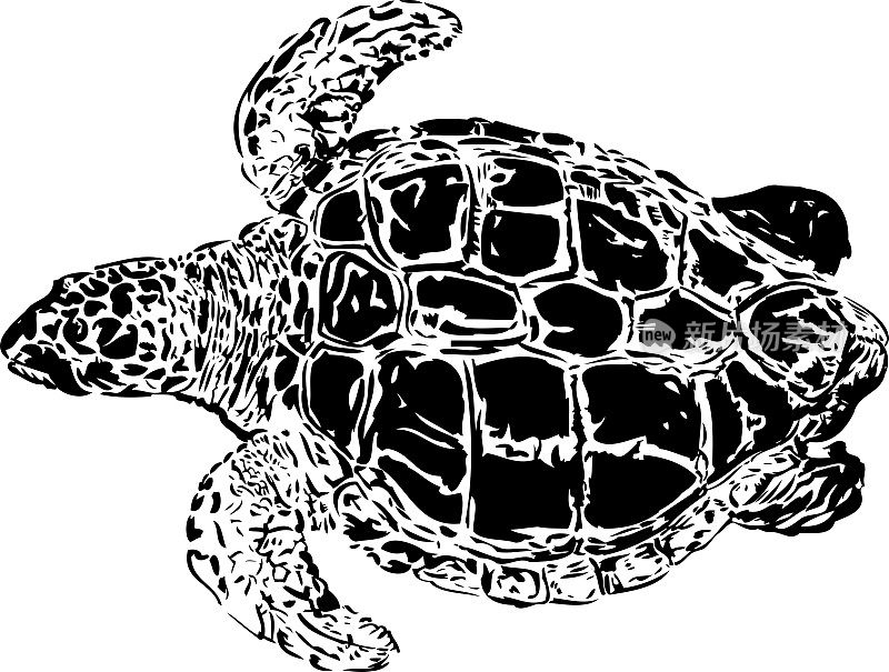 留尼汪岛的游泳龟。