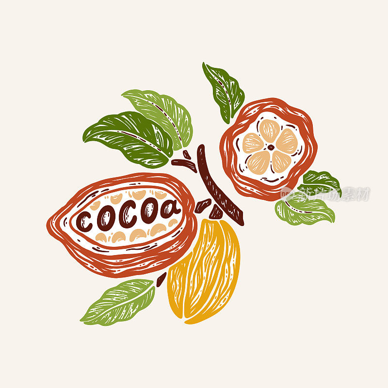 向量可可豆和叶子彩色标志。适合可可粉或巧克力的包装设计。
