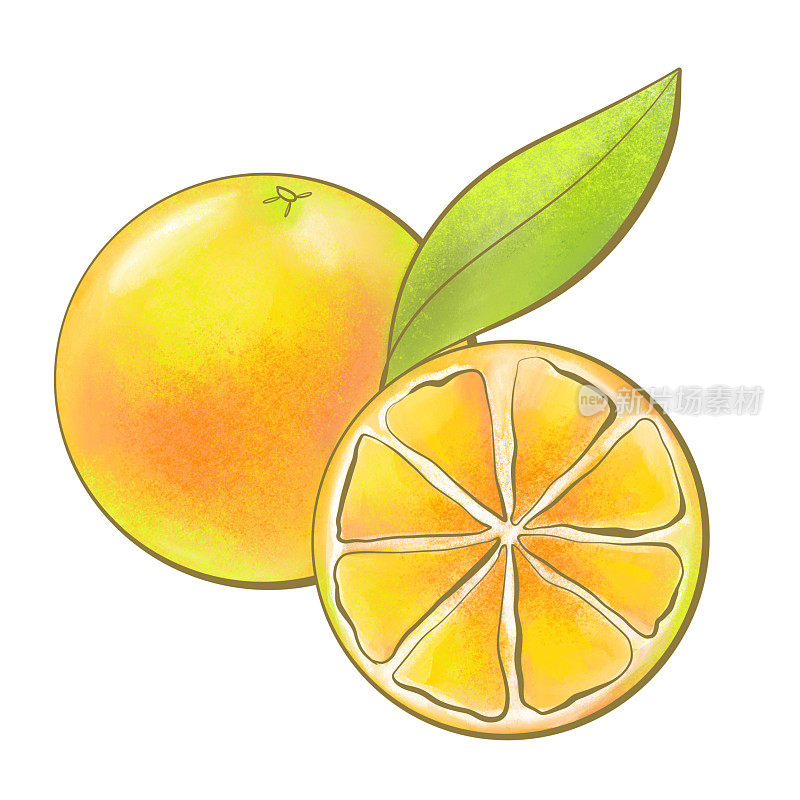 彩色植物插图自然风格果树橙明亮的橙色食品和饮料成分特写化妆品包装设计元素孤立在白色背景