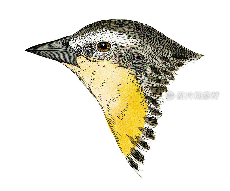 黄头黑鸟头水彩平版版画1874年