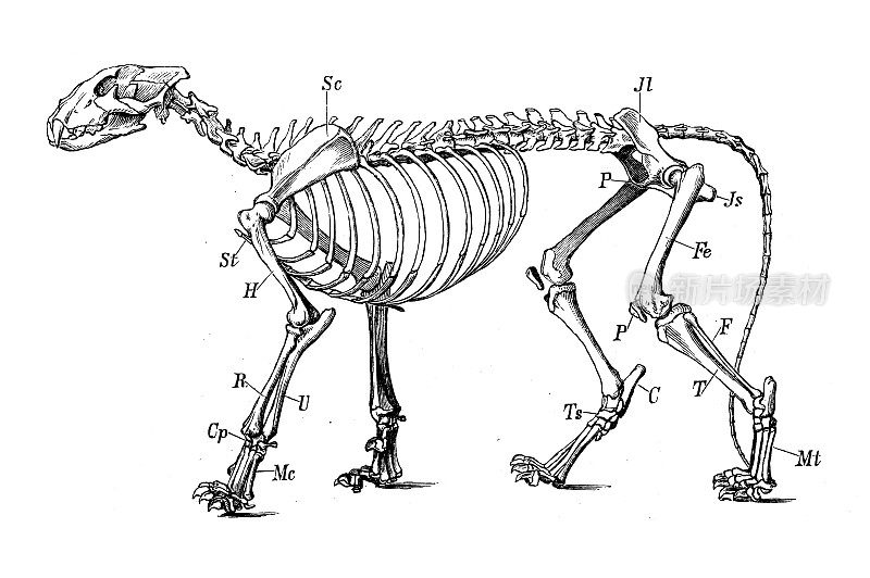 古代生物动物学图像:狮子骨架