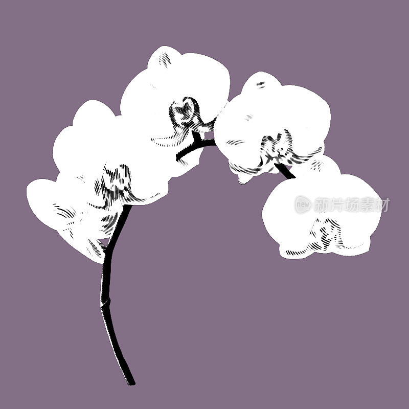 图形白色兰花。蝴蝶兰是一种真实的热带花卉。孤立的插图