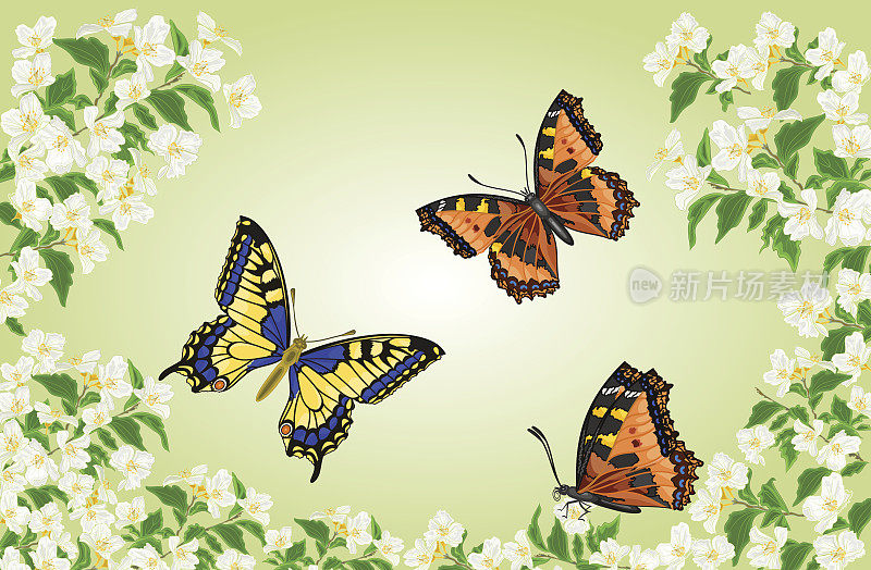 蝴蝶，燕尾蝶和凡妮莎在茉莉树的载体