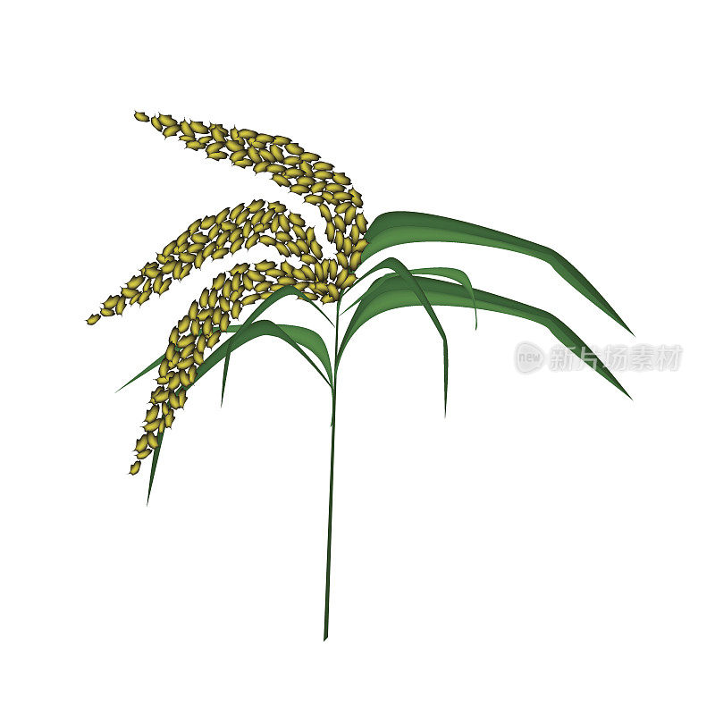 白色背景下的未成熟小米的绿色